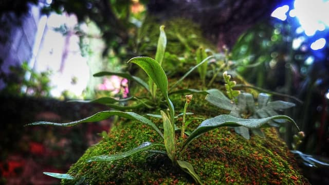 Qui vero harum corrupti